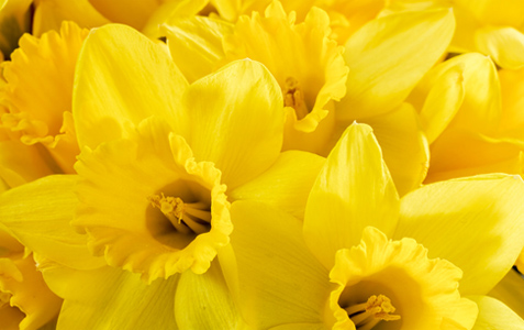 Daffodils