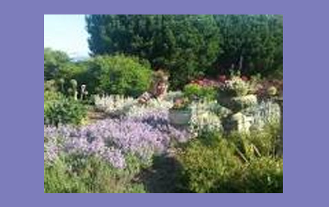 Yoga In The Garden