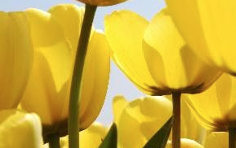 May is Blooming!