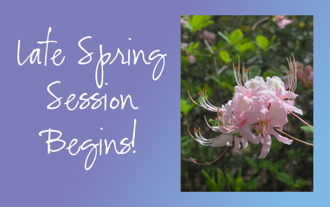 Updates: Spring Session, Bingo, Workshops